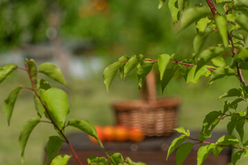 Fototapeta na wymiar Wicker basket with apricot in sunny hot summer day with green garden