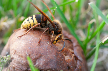 A large hornet eats a fallen rotten brown pear