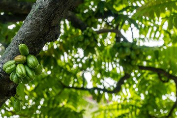 Averrhoa bilimbi on the tree, is a fruit-bearing tree of the genus Averrhoa, family Oxalidaceae.