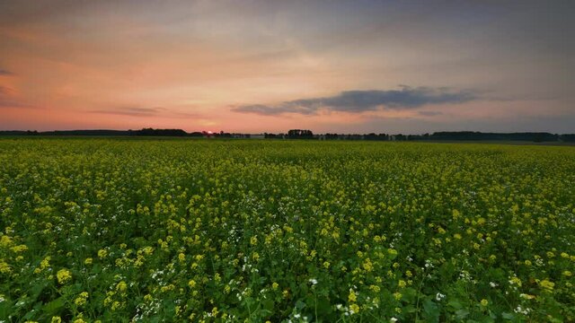Timelapse of sunset over flowers field