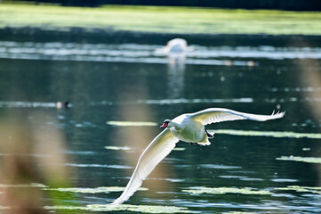 seagull in flight