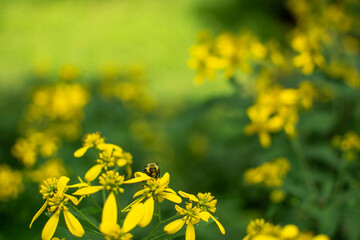 yellow flowers in the field with a bee eating