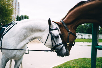 Majestic purebred animals in bridle for captivity dressage communicating on farm ranch, two horses...