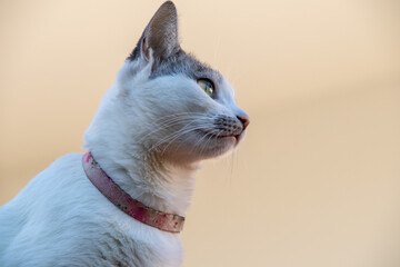 Portrait of a beautiful white female cat with pink collar, gray ears and yellow eyes watching the movement of the house. Golden hour. Animal world. Pet lover. Animal lover. Cat lover.
