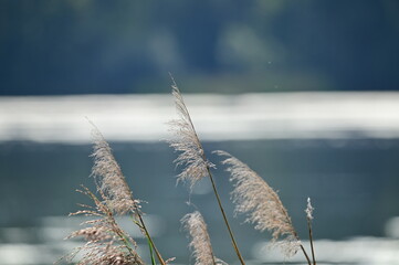 reeds in winter