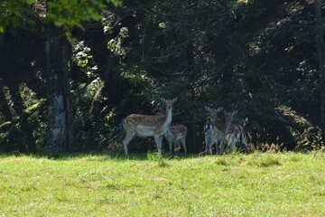 Naklejka na ściany i meble A herd of fallow deer runs towards the forest