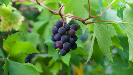 Small bunch of black grapes hanging on vine surrounded by foliage