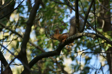 squirrel on a tree