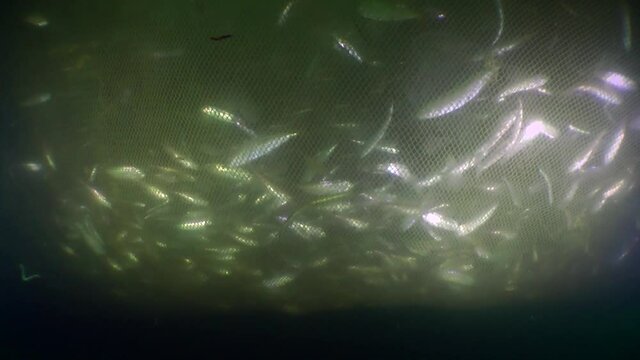 Fish in a fishing trawl: a flock of sea fish is visible inside the net bag.