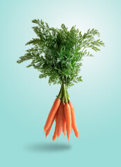 Bunch of fresh carrots, levitating isolated from the blue background