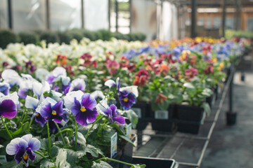 Pansies