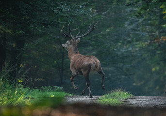 Jeleń Deer © Sporywildlife