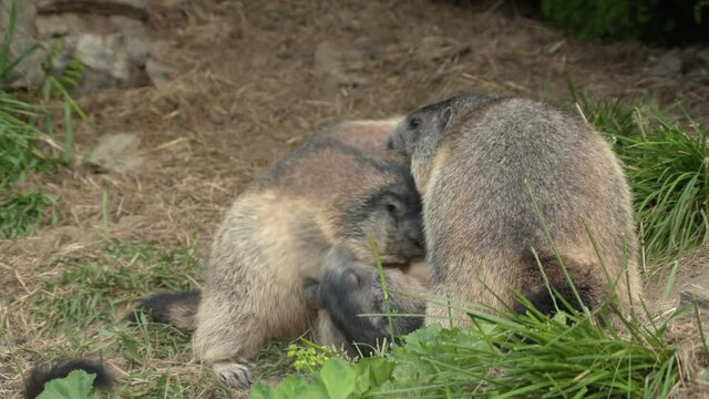 Alpine marmots arguing together, Europe