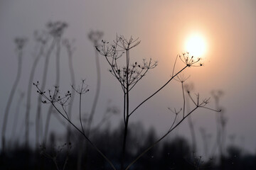 
bokeh focus background dry plant in winter and setting sun