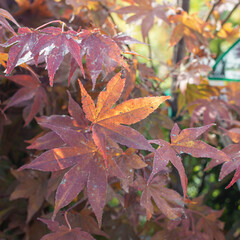 Japanese Maple Leaves