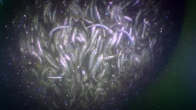 Fish in a fishing net: as the net bag rises, the fish inside is so compacted that it can&rsquo;t move; from the friction of fish, the surrounding area is covered with fog from fish scales.