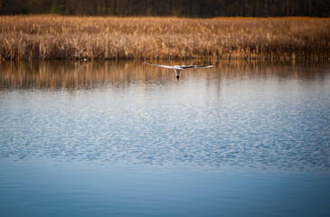 

seagull fishing in the river