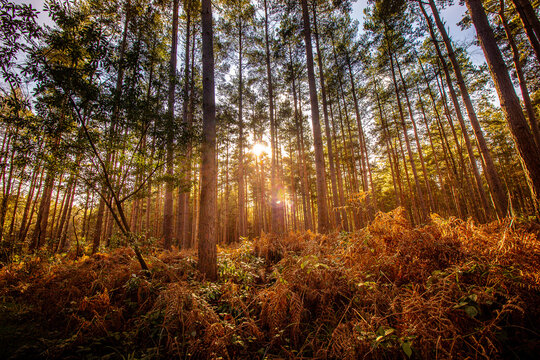 Bracknell Swinley Forest