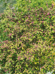 Callicarpa or Beautyberry with luminous pink to purple berries between dark green foliage