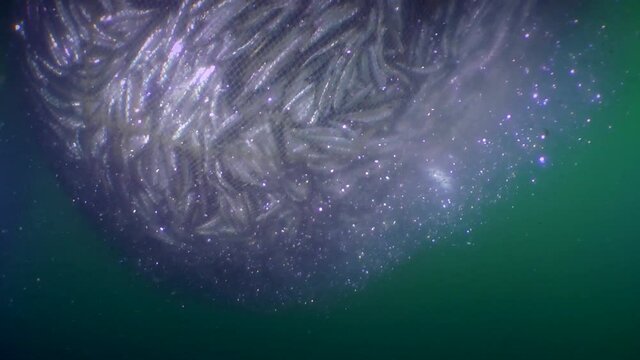 Fish in a fishing net: as the net bag rises, the fish inside is so compacted that the surroundings are filled with a dense cloud of fish scales, which is slowly carried away by the current.