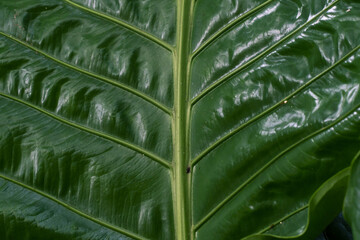 taro (caladium) leaf texture background