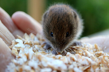 Wood mouse eating grain from the palm of a hand.