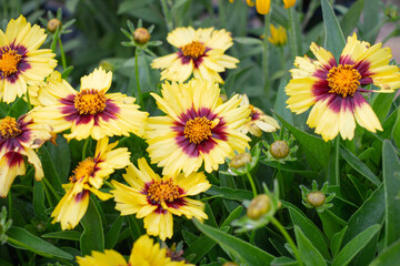 Yellow Flowers