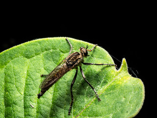 Insect on leaf close up