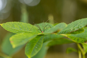hay spider hiding on green leaf