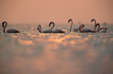 Greater Flamingos and bokeh of light on water at Asker coast, Bahrain