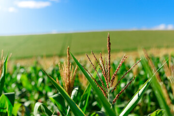 Close up of corn leafs in a field plantation in afternoon light, blue skies and mountains in the horizon.