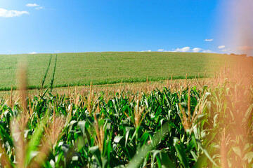 Close up of corn leafs in a field plantation in afternoon light, blue skies and mountains in the horizon.