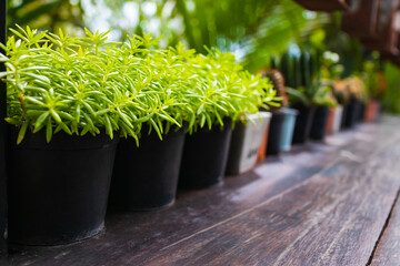Green plants in plant pot. Home gardening on the wood porch.