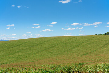 Corn field plantation in afternoon light, blue skies and mountains in the horizon.