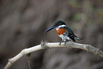 Green kingfisher perches on branch root