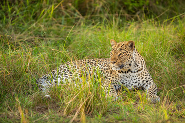 Leopard ( Panthera pardus) relaxing in the grass, Queen Elizabeth National Park, Uganda.