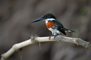 Green kingfisher perches on branch root