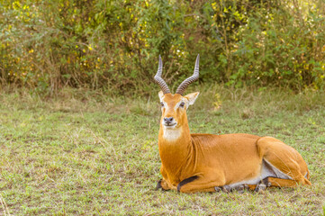 An adult male kob (Kobus kob), Queen Elizabeth National Park, Uganda.	