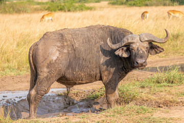 Obraz premium Old male African Buffalo ( Syncerus caffer), Queen Elizabeth National Park, Uganda.