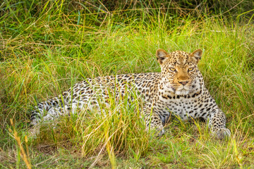 Leopard ( Panthera pardus) relaxing in the grass, Queen Elizabeth National Park, Uganda.