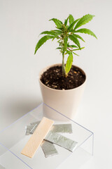 CBD Chewing gum and the marijuana plant