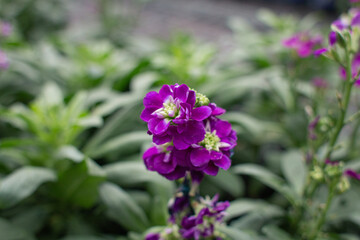 Purple Flowers