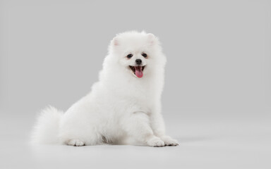 Beautiful companion. Spitz little dog is posing. Cute playful white doggy or pet playing on grey studio background. Concept of motion, action, movement, pets love. Looks happy, delighted, funny.