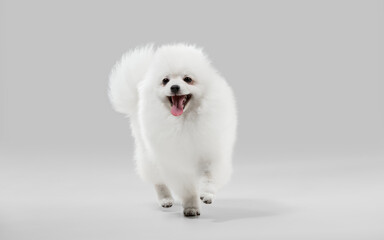 Beautiful companion. Spitz little dog is posing. Cute playful white doggy or pet playing on grey studio background. Concept of motion, action, movement, pets love. Looks happy, delighted, funny.