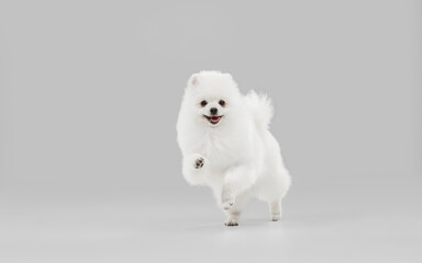 Happy in motion. Spitz little dog is posing. Cute playful white doggy or pet playing on grey studio background. Concept of motion, action, movement, pets love. Looks happy, delighted, funny.
