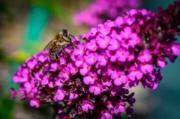 Bee on Buddleia collects pollen