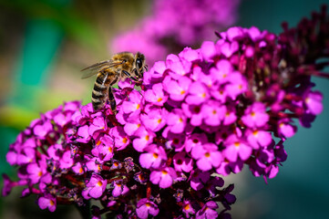 Bee on Buddleia collects pollen