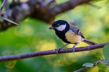 Fototapeta premium Great tit in the apple tree