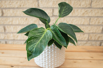 Philodendron Birkin © Annora