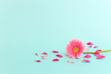 Fototapeta na wymiar spring bouquet of pink flowers over pastel blue background